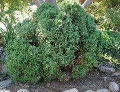 Hetz Midget arborvitae