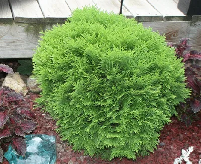 Danica Arborvitae