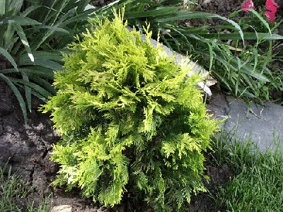 Golden Globe Arborvitae