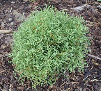 Linesville Arborvitae Mr