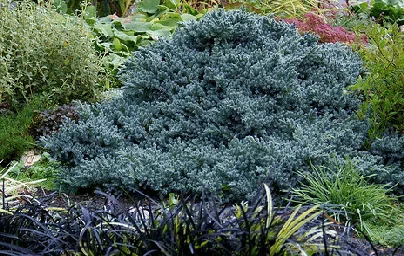 Blue Star Juniper groundcover by Jackie Dee