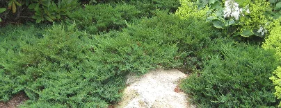 Juniper sabina Broadmoor
