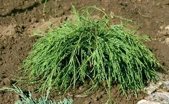 Thuja plicata 'Whipcord' forming a low mound of green cord-like foliage in a garden bed