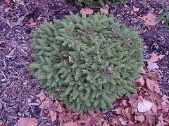 Bird s Nest Spruce