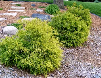 Chamaecyparis pisifera Mops Mops Golden Dwarf Threadbranch Cypress by Midwest Gardening