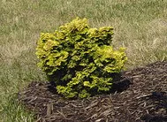 Dwarf Golden Hinoki False Cypress by Warren Wang