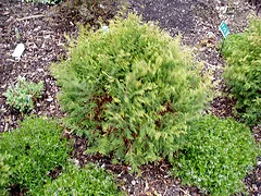 Chamaecyparus pisifera Cream Ball Sawara Falsecypress