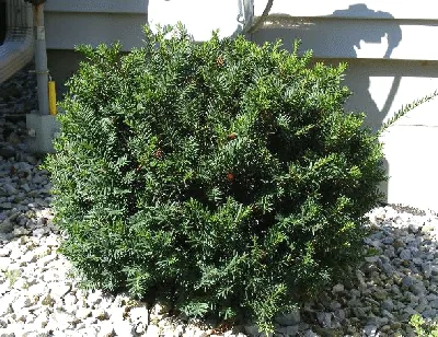 Taunton Spreading Yew by Midwest Gardening