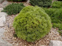 Easter White Pine Sea Urchin