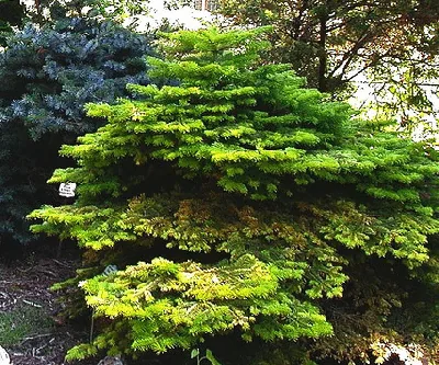 Golden Spreader Summer Color