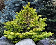 Abies normanniana Golden spreader