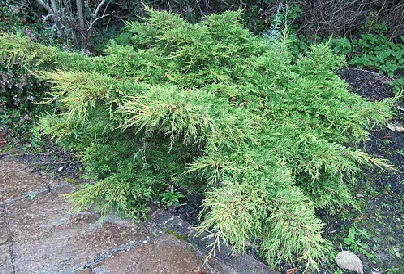 Juniperus chinensis Old Gold