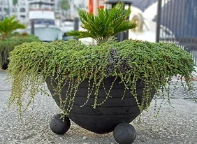 Dramatic Evergreen Container by Pixies and Pixels