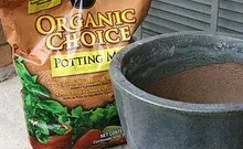 Potting Mix by Shaw Girl