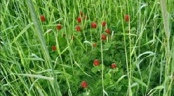 Cover Crop crimson clover cereal rye and hairy vetch