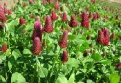 Cover Crop Red Clover