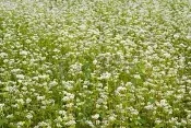 Cover Crop Buckwheat