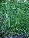 Cover crop Winter Rye