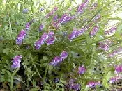 Cover Crop Hairy Vetch