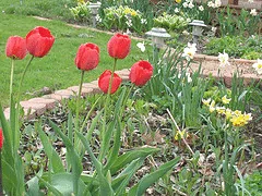 Spring bulb garden