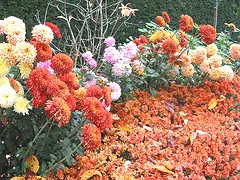 Autumn Flower Garden