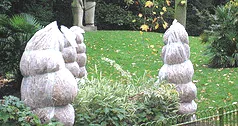 winter protection for delicate shrubs
