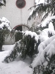Evergreen branches bent down under a heavy load of snow beside a house