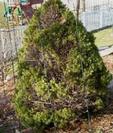 Dessicated evergreen by Midwest Gardening