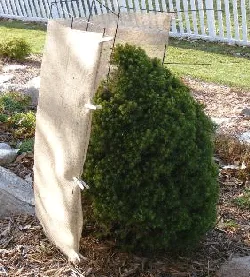 evergreen shaded for winter by Midwest Gardening