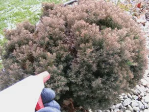 Winterize spray with antitranspirant by Midwest Gardening