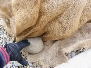 Anchor burlap around evergreen by Midwest Gardening