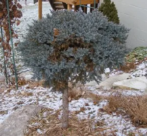 Winterize evergreen by Midwest Gardening
