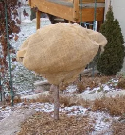 Winter wrapped evergreen by Midwest Gardening