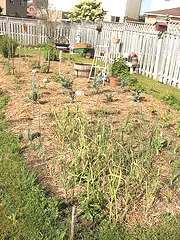 straw mulch