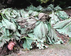 large leaves for winter protection