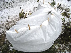 protected rose bush 1