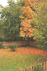 Autumn leaves on a lush green lawn
