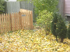 Blanket of fall leaves