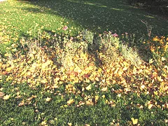 leaves blow into garden natural mulch