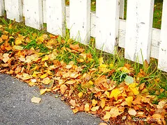 Fall Leaves stuck everywhere