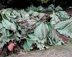 large leaves for winter protection