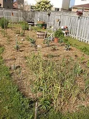 straw mulch