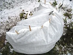 A tender plant covered with white frost cloth fastened with clothespins in early snow
