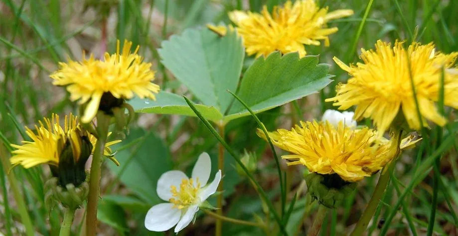 Dandelion