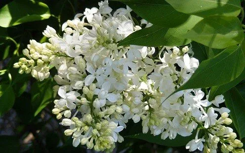 Fragrant Lilac by Midwest Gardening