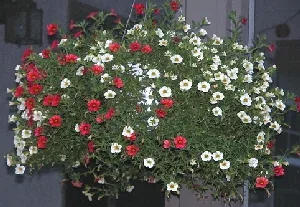 Hanging Basket of Calibrachoa by Mike Salsbury
