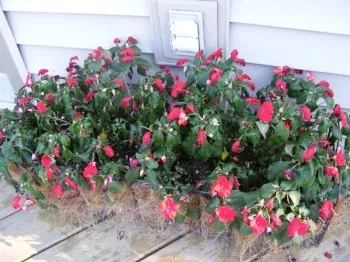 heat stressed annuals by Midwest Gardening