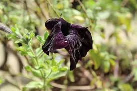 Heat wilted bloom