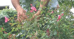 Deadheading Roses snip one at a time