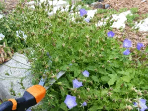 Needs Deadheading